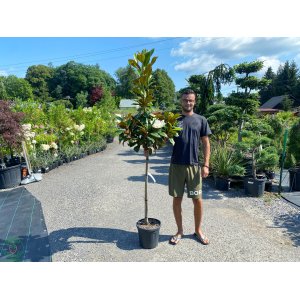 Magnólia veľkokvetá (Magnolia grandiflora) ´LITTLE GEM´ - výška 120-150 cm, kont. C18L (-21°C) NA KMIENKU